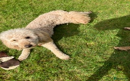 Miniature Poodle dogs for stud: MINIATURE POODLE  KC reg  Stud only  - Image 7