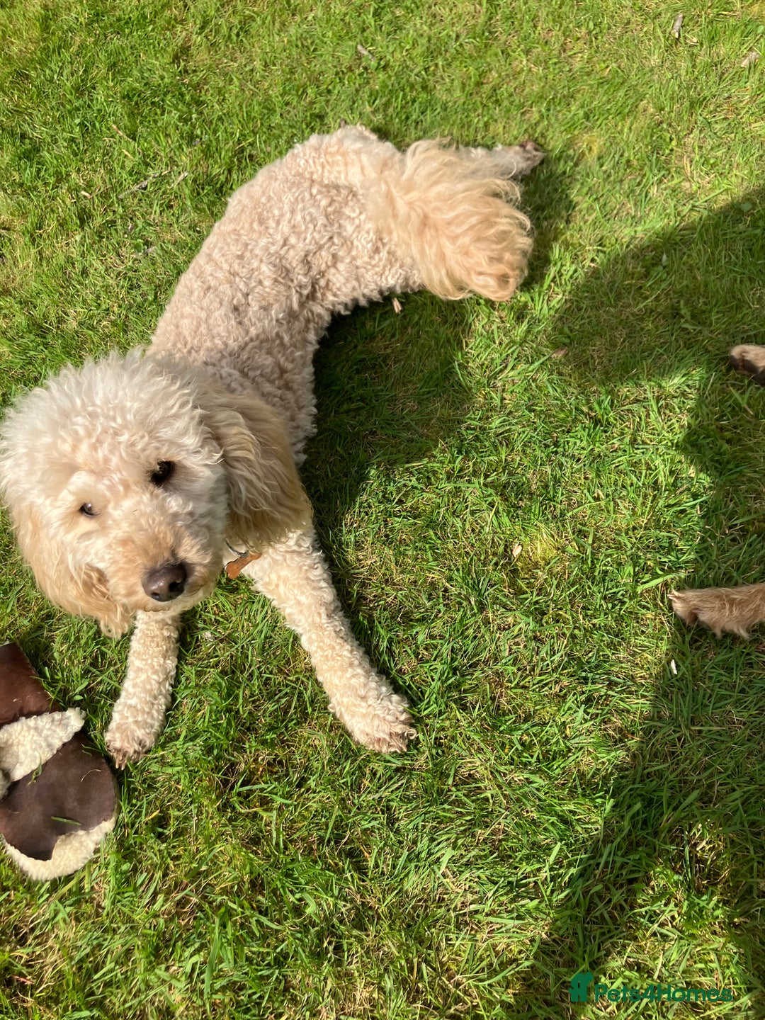 Miniature Poodle dogs for stud: MINIATURE POODLE  KC reg  Stud only  - Image 7