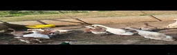 Ducks poultry for sale: Indian runner ducks ducklings females drakes  - Advert 6