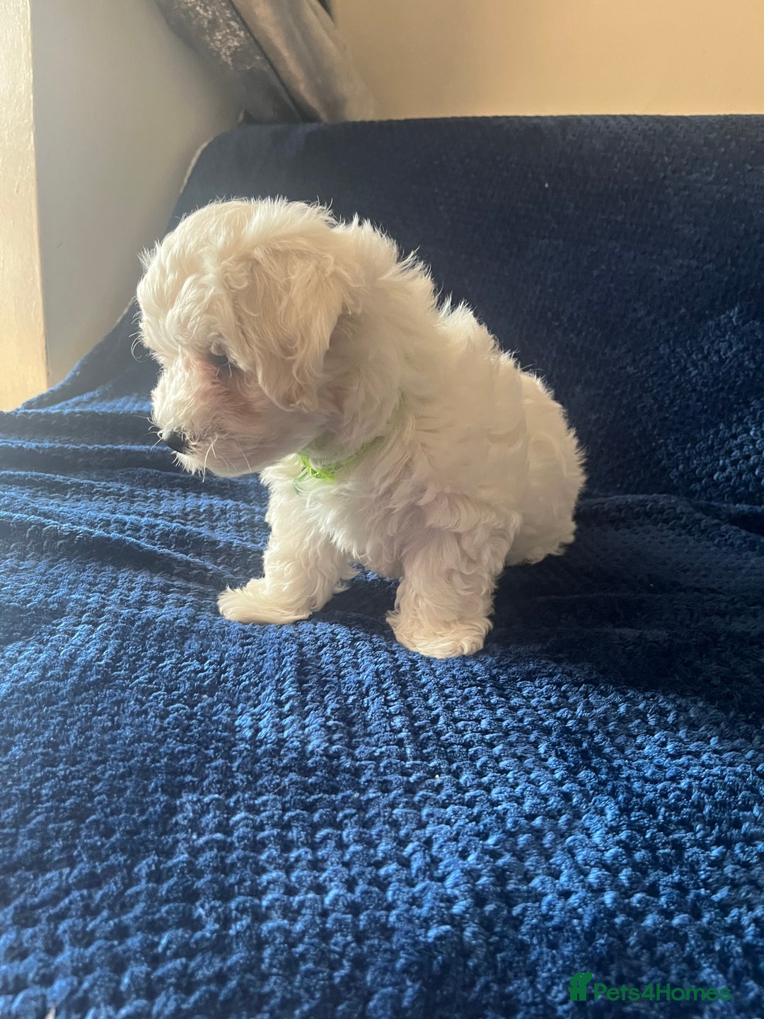 Bichon Frise dogs for sale: 4 adorable bichon puppy’s  - Image 14