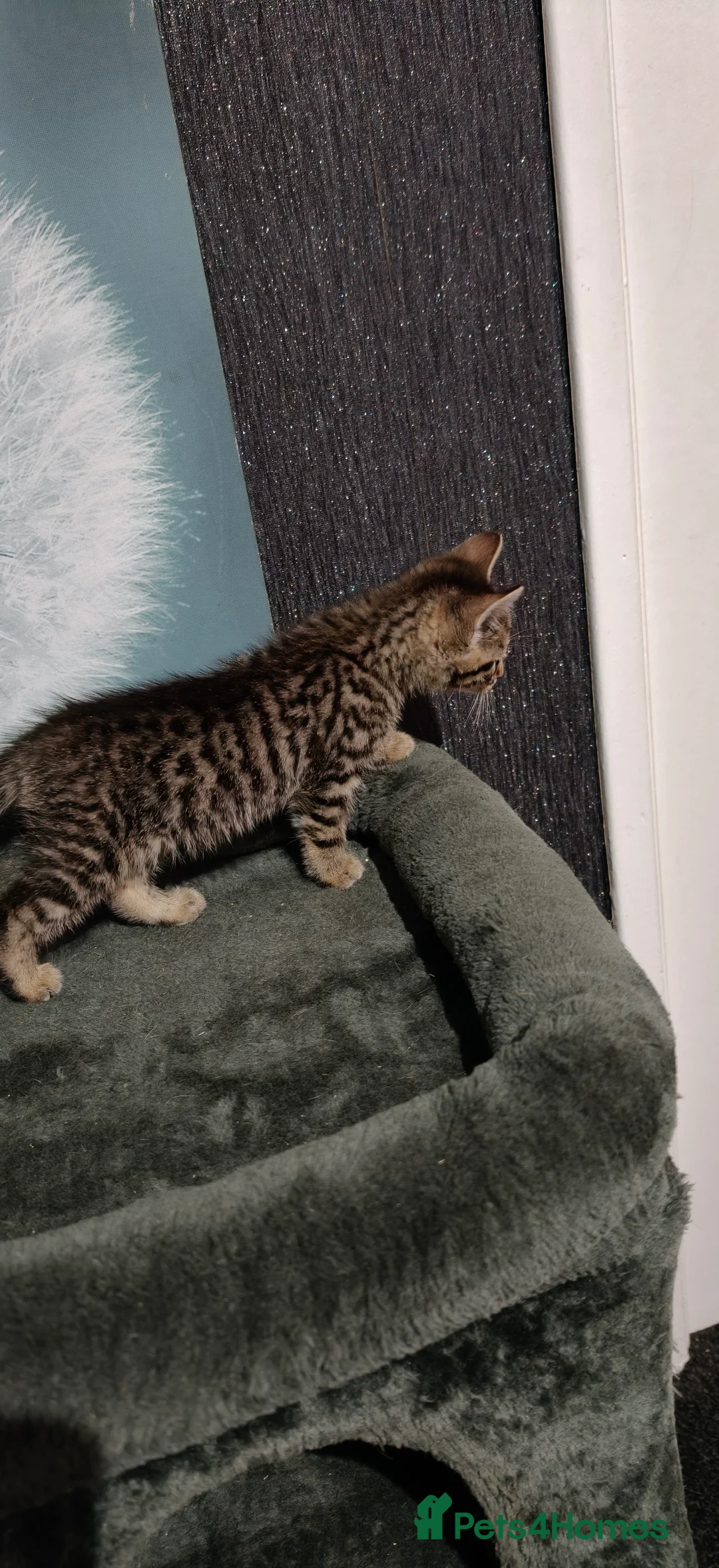 Mixed Breed cats for sale: 2 beautiful tabby kittens £80 each  - Advert 7