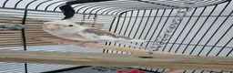 Cockatiels birds for sale: Cocktail in Doncaster - Advert 2