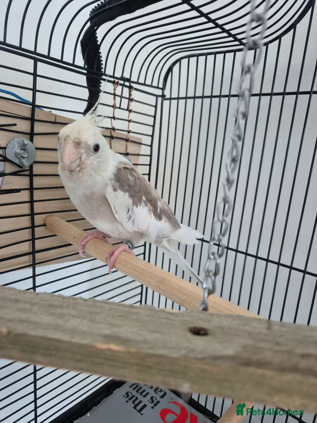 Cockatiels birds for sale: Cocktail in Doncaster - Advert 2