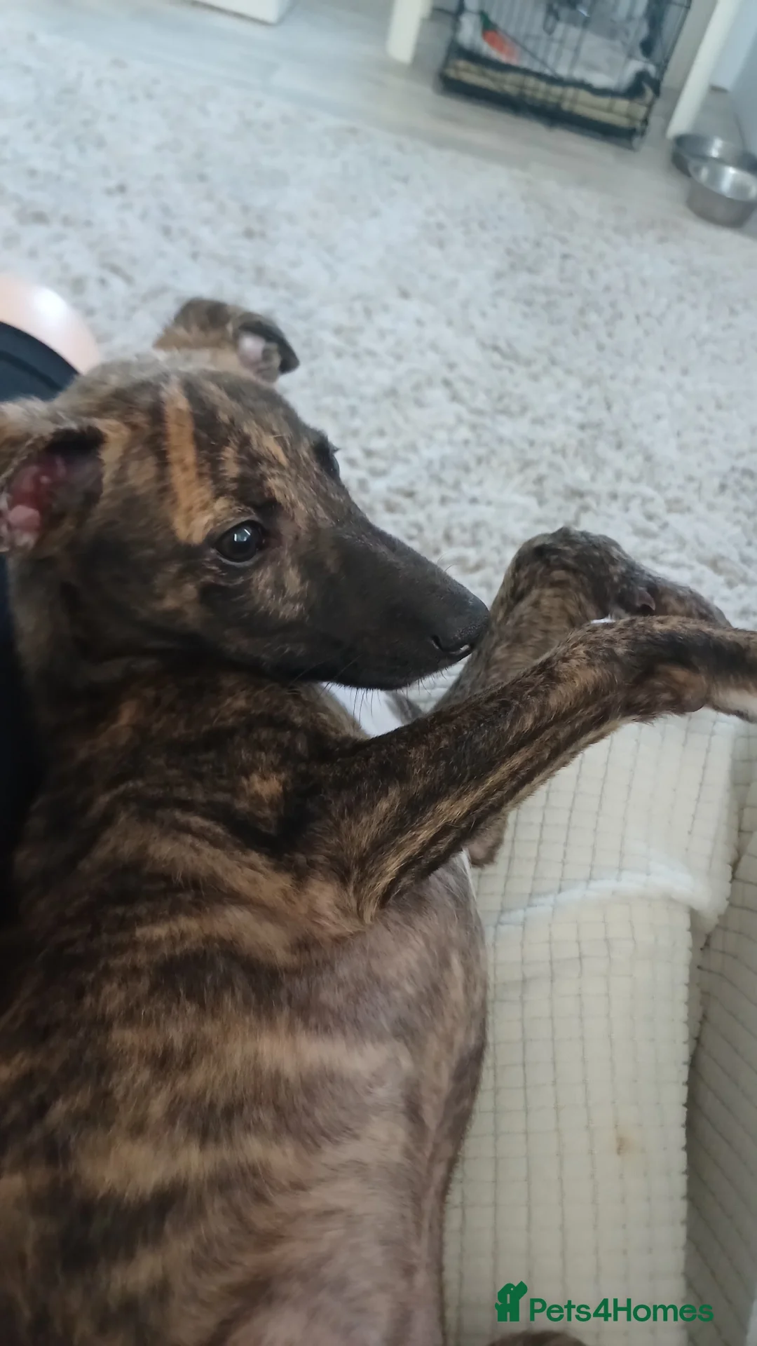 Whippet dogs for sale: 8 month old kc registered female whippet - Advert 6