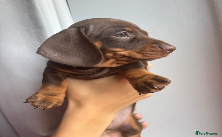 Miniature Dachshund dogs - Advert 15