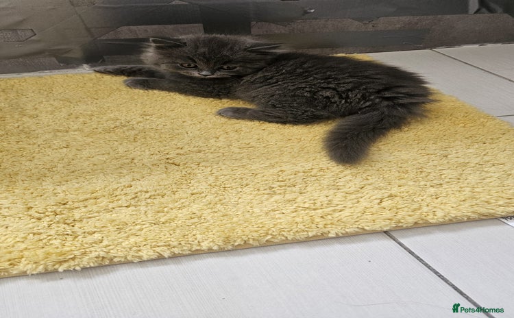 British Longhair cats in Watford - Advert 3
