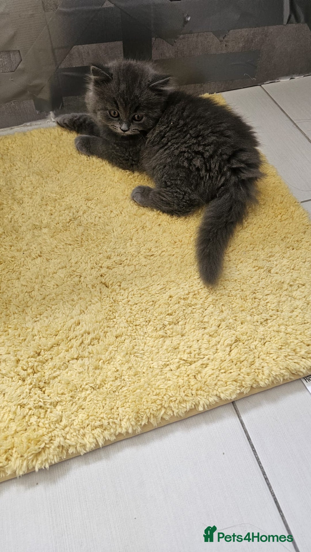 British Longhair cats for sale: British longhair last boy last girl in Watford - Image 6