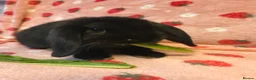 Dwarf Lop rabbits for sale: Chunky mini lop 2 girls left - Advert 10