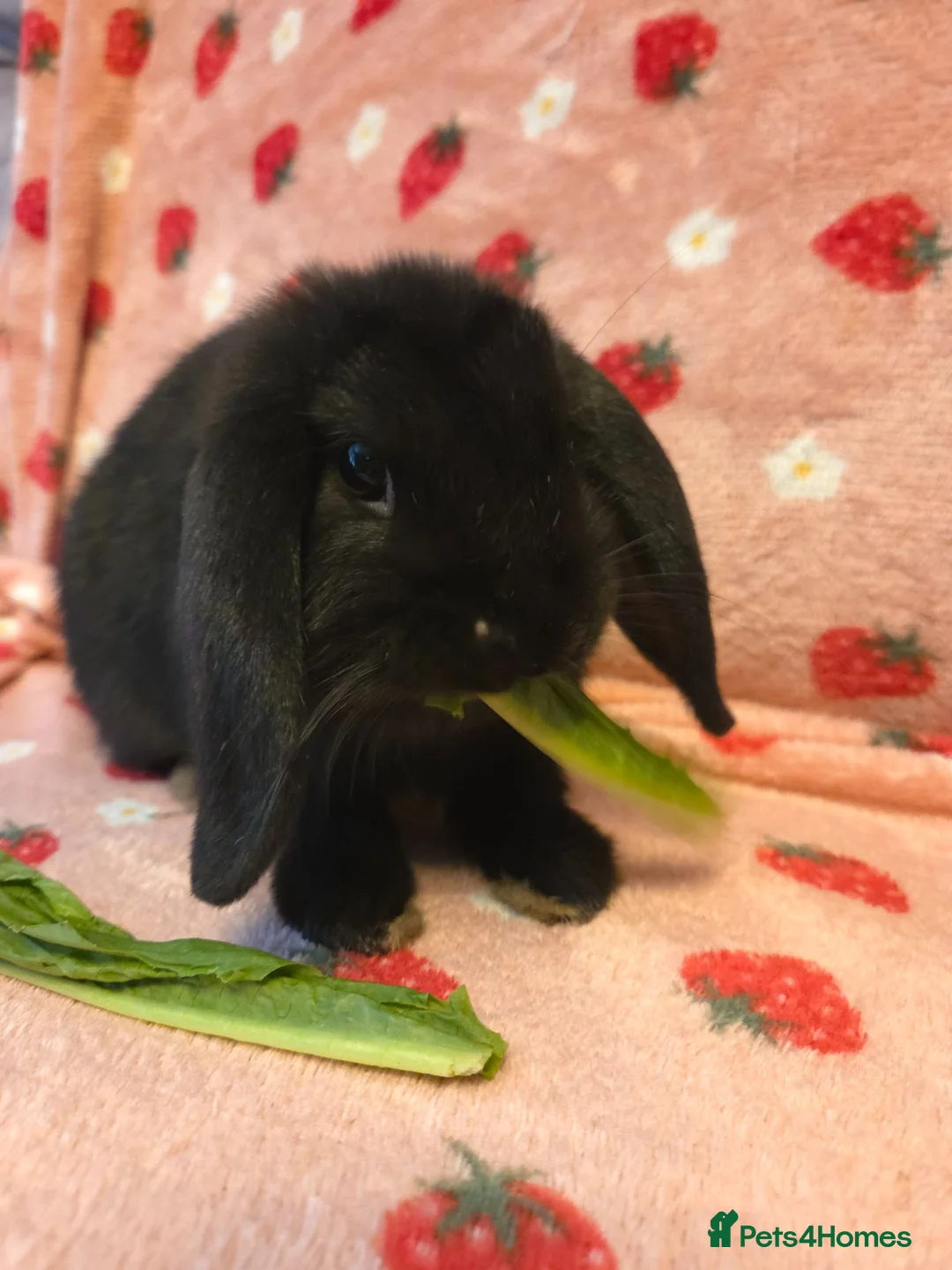 Dwarf Lop rabbits for sale: Chunky mini lop 2 girls left - Advert 10