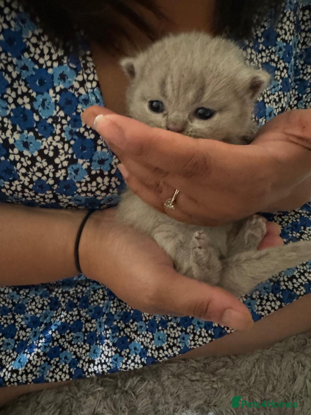 British Shorthair cats for sale: British short hair kittens GCCF registered  - Image 3