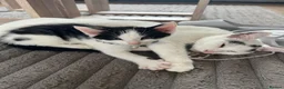 Mixed Breed cats for sale: Last male kitten! in Leeds - Advert 3