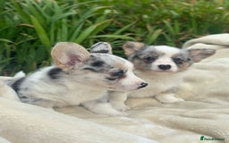 Welsh Corgi Cardigan dogs for sale: ⭐️Beautiful Cardiganshire Corgi Pups⭐️*1 LEFT* - Image 24