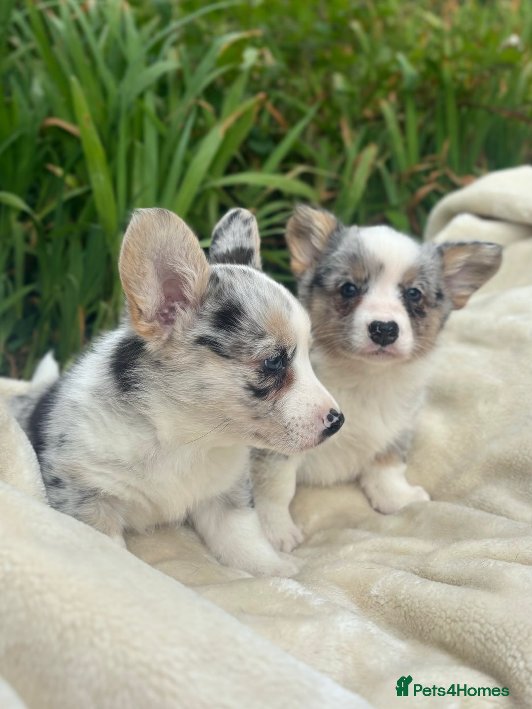 Welsh Corgi Cardigan dogs for sale: ⭐️Beautiful Cardiganshire Corgi Pups⭐️*1 LEFT* - Image 24