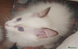 Ragdoll cats for sale: GCCF Chocolate Point with White Bi-color Kittens - Image 32