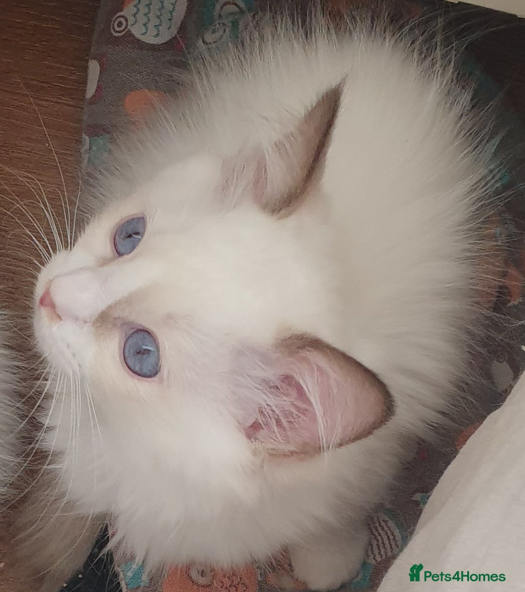 Ragdoll cats for sale: GCCF Chocolate Point with White Bi-color Kittens - Image 32