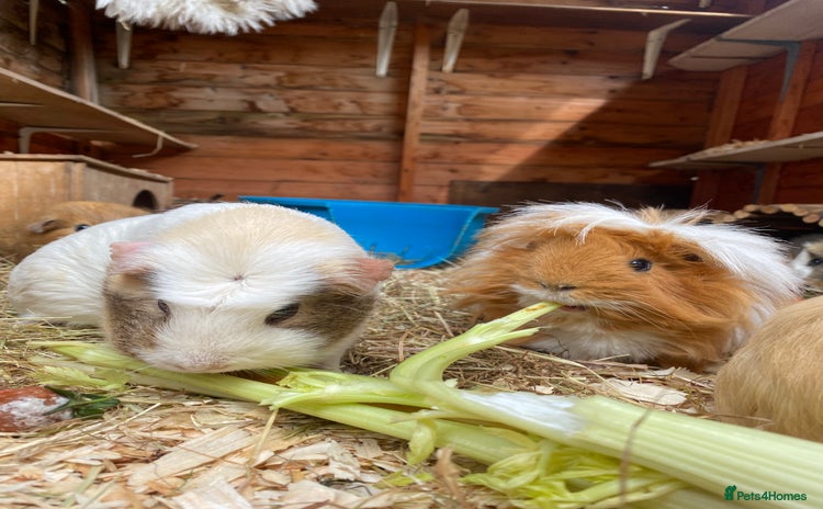 Guinea Pig rodents - Advert 11