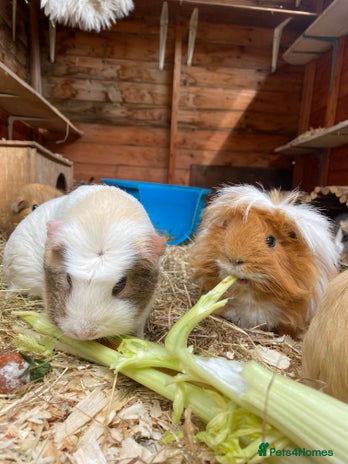 Guinea Pig rodents - Advert 16