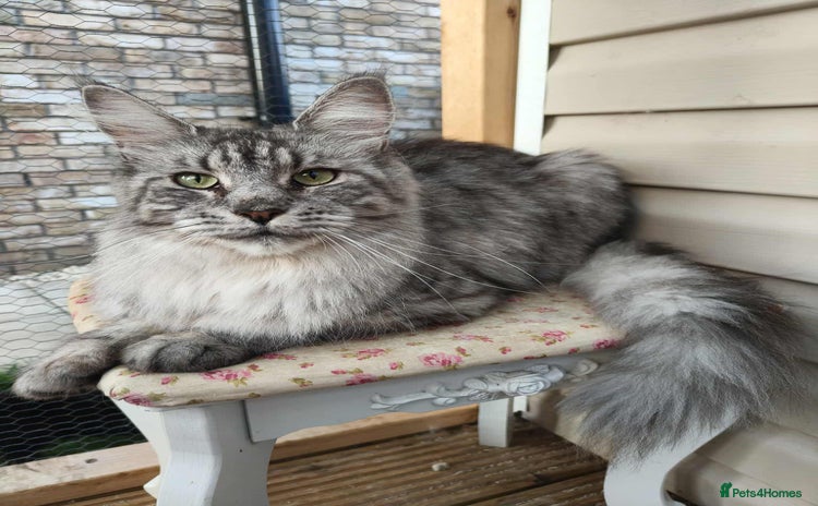 Maine Coon cats - Advert 4