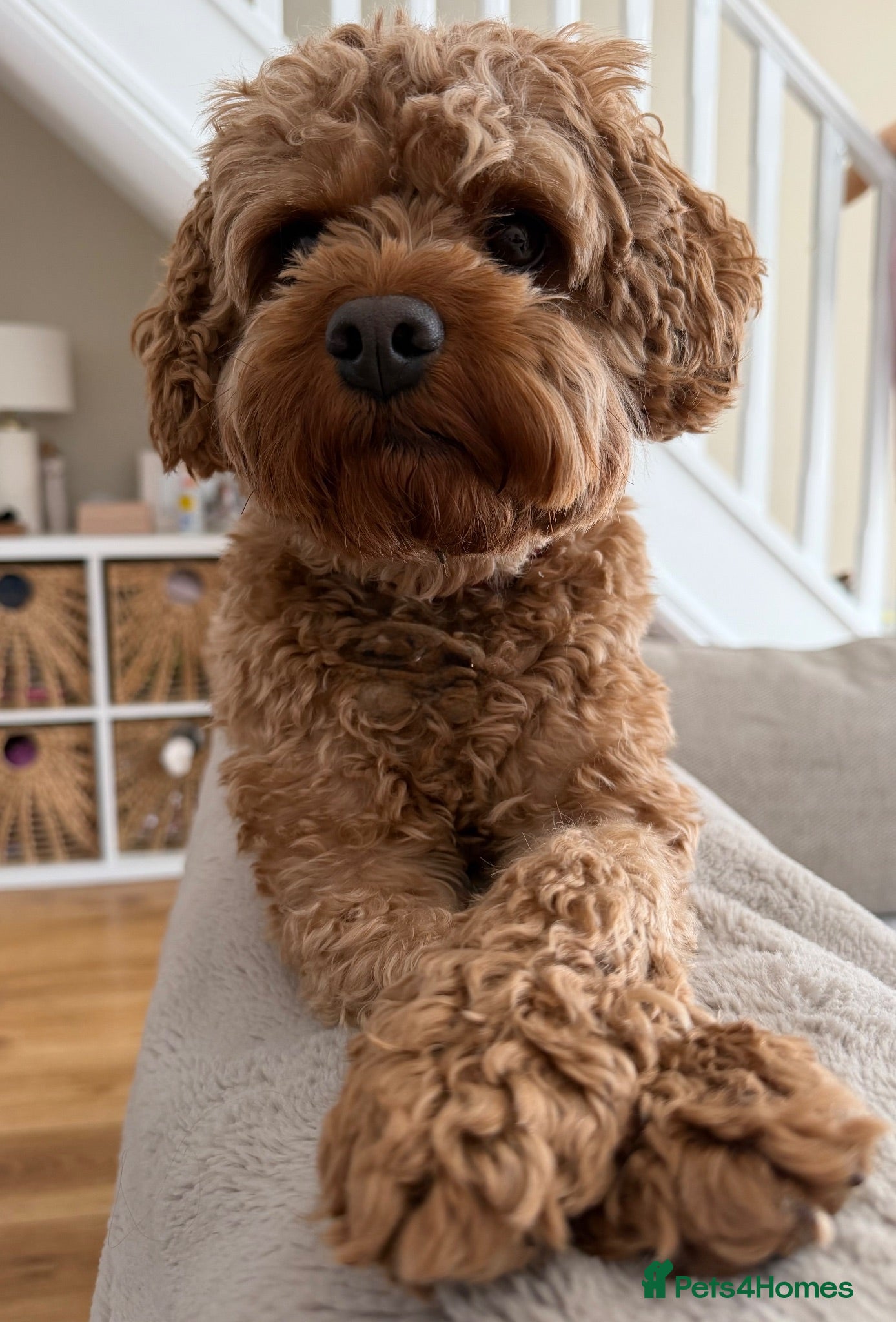 Cavapoo dogs Teddy 🐾  - Advert 1