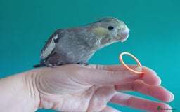 Cockatiels birds for sale: Hand reared semi tame DNA sexed baby cockatiel  in Worthing - Image 12