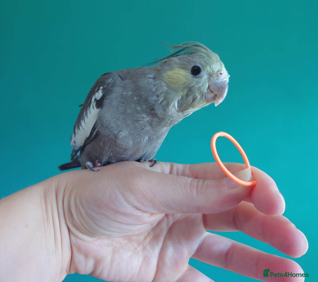 Cockatiels birds for sale: Hand reared semi tame DNA sexed baby cockatiel  in Worthing - Image 12