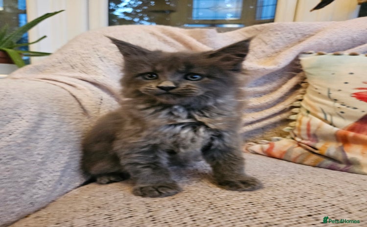 Maine Coon cats - Advert 4