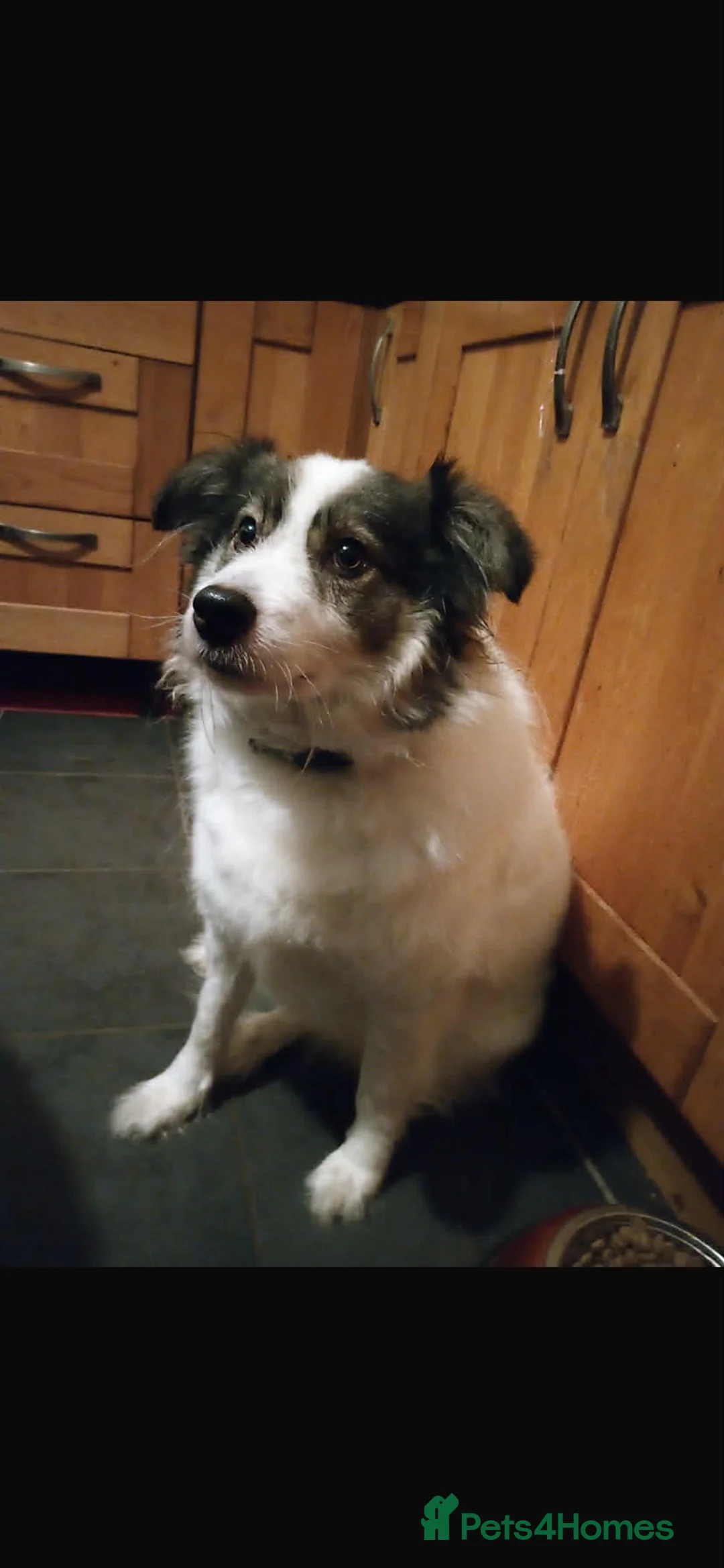 Mixed Breed dogs for sale: MEET ODIN!!!🐾☺️ in Derby - Advert 1