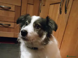 Mixed Breed dogs MEET ODIN!!!🐾☺️ - Advert 1