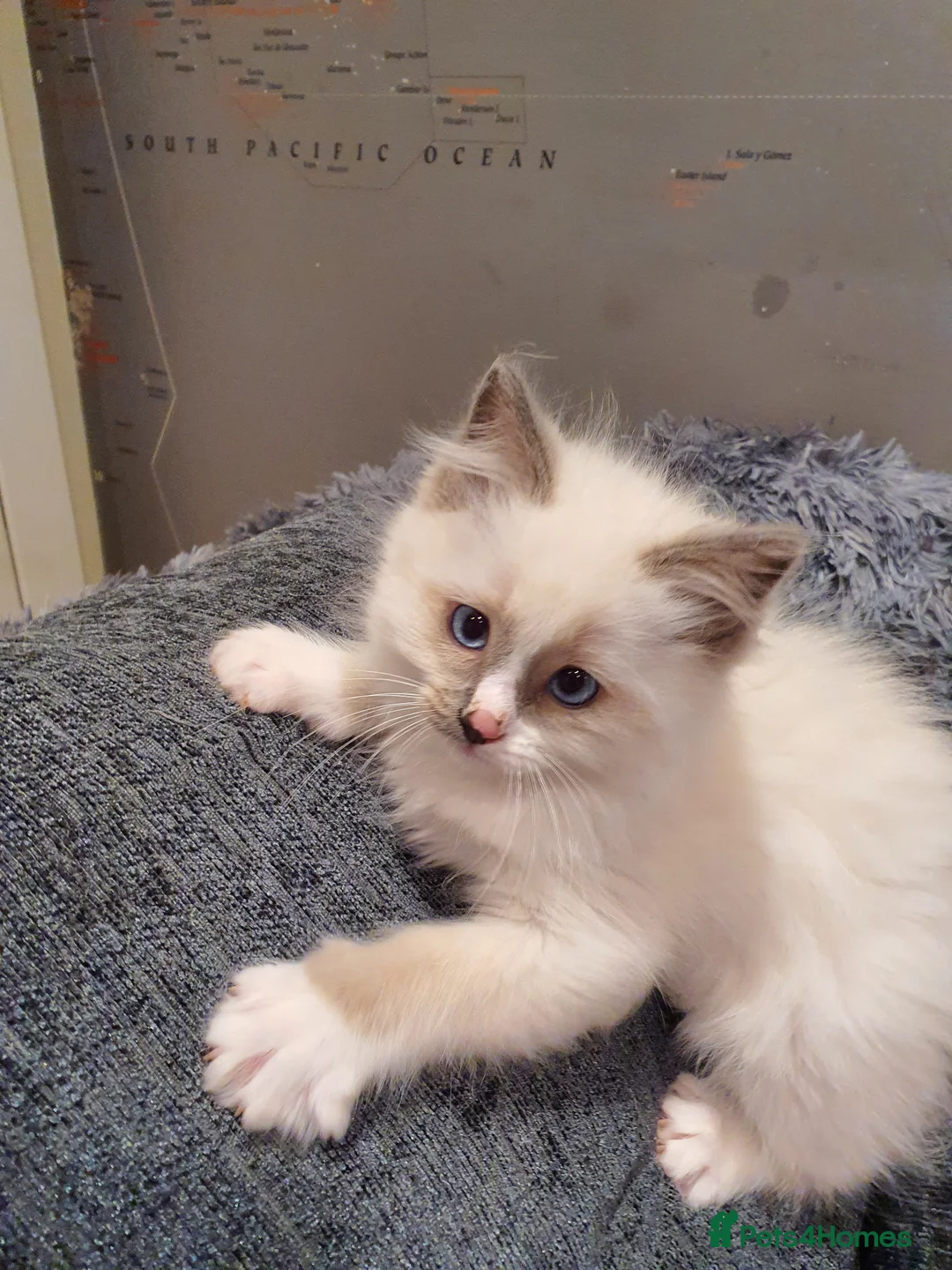 Ragdoll cats for sale: 💖Beautiful GCCF Registered Ragdoll Kittens💖 - Advert 37