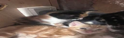 Mixed Breed cats for sale: Beautiful mixed breed kittens in Rotherham - Advert 10