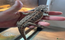 Bearded Dragon reptiles for sale: 60 Baby bearded dragons  - Image 3