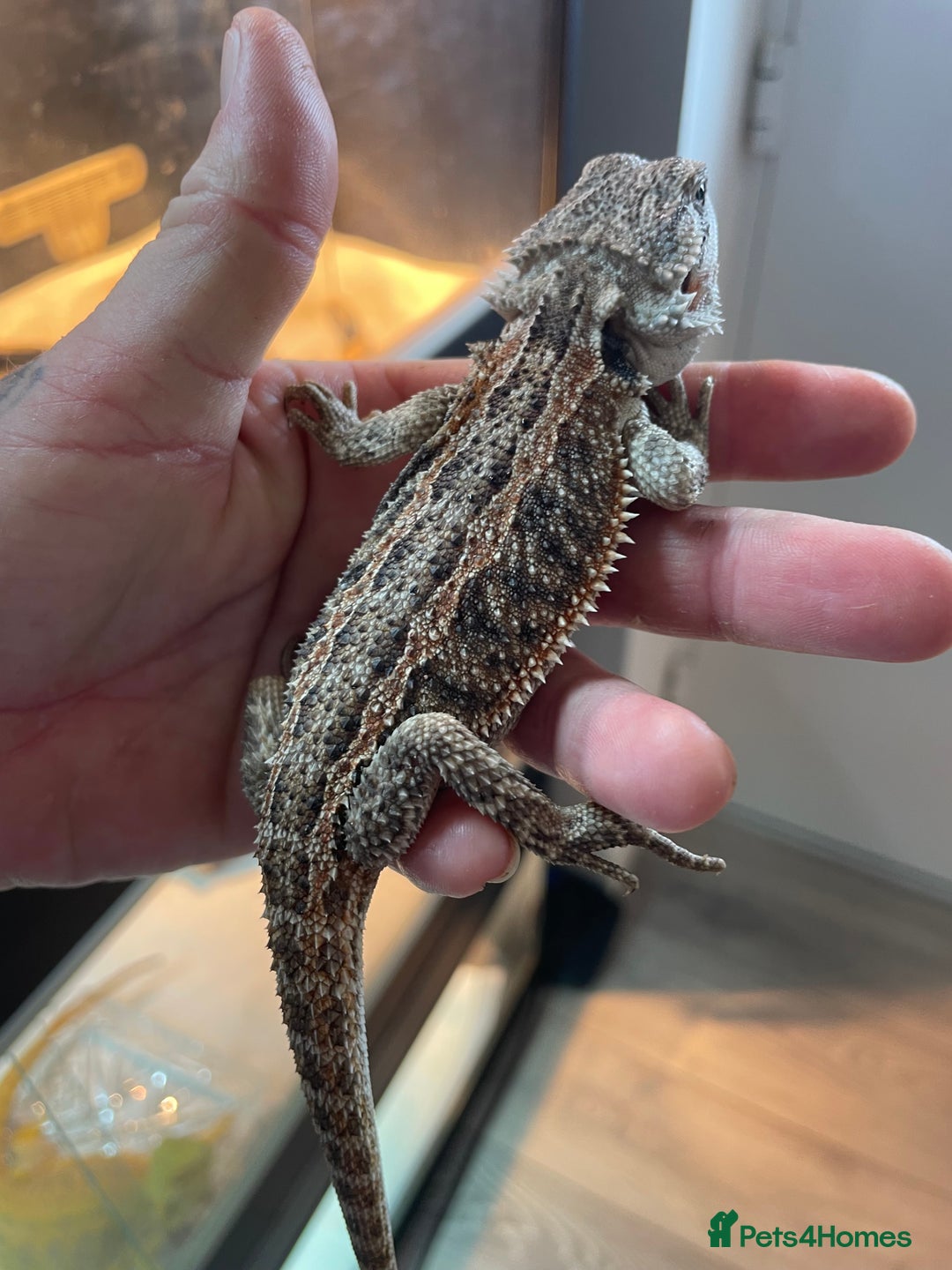 Bearded Dragon reptiles for sale: 60 Baby bearded dragons  - Image 3