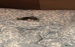 Maine Coon cats for sale: Adorable kitten mixt Maine Coon - Image 2
