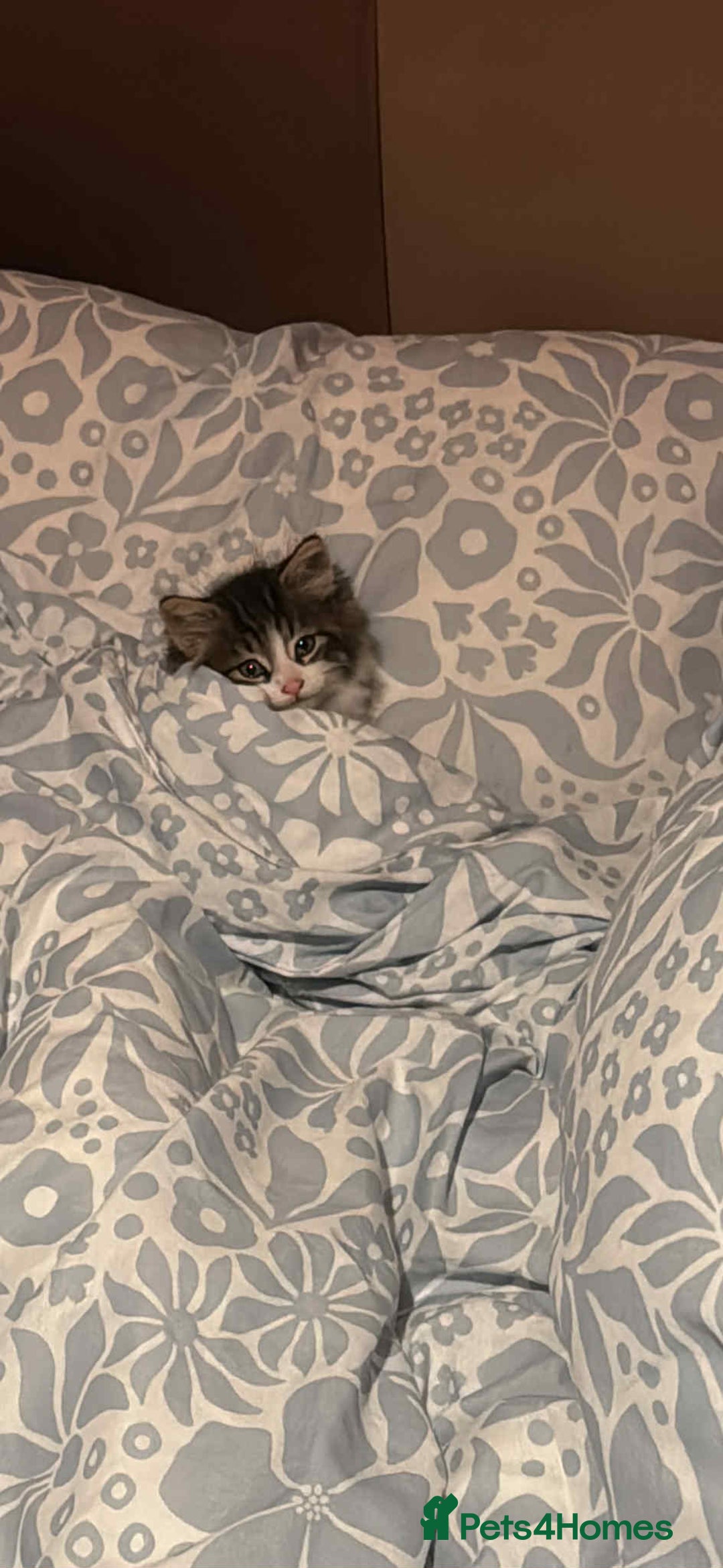 Maine Coon cats for sale: Adorable kitten mixt Maine Coon - Image 2