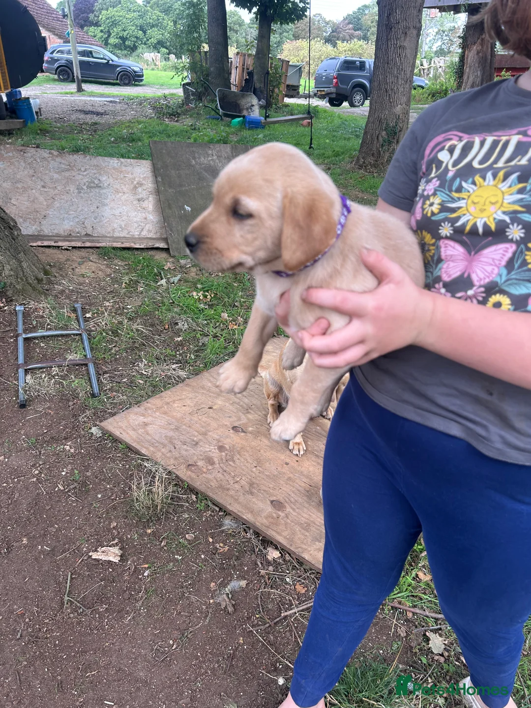 Labrador Retriever dogs for sale: KC registered Labrador puppies - Advert 2
