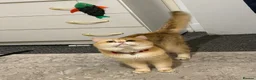 British Shorthair cats for stud: Purebred British male golden cat - Advert 5