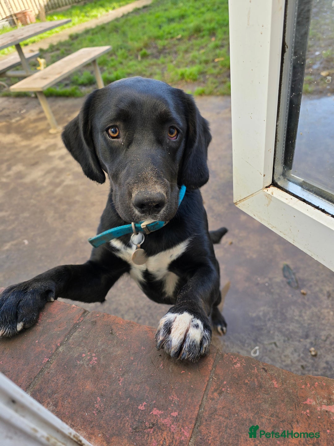 Springador dogs for sale: Springer Spaniel cross labrador  - Advert 5