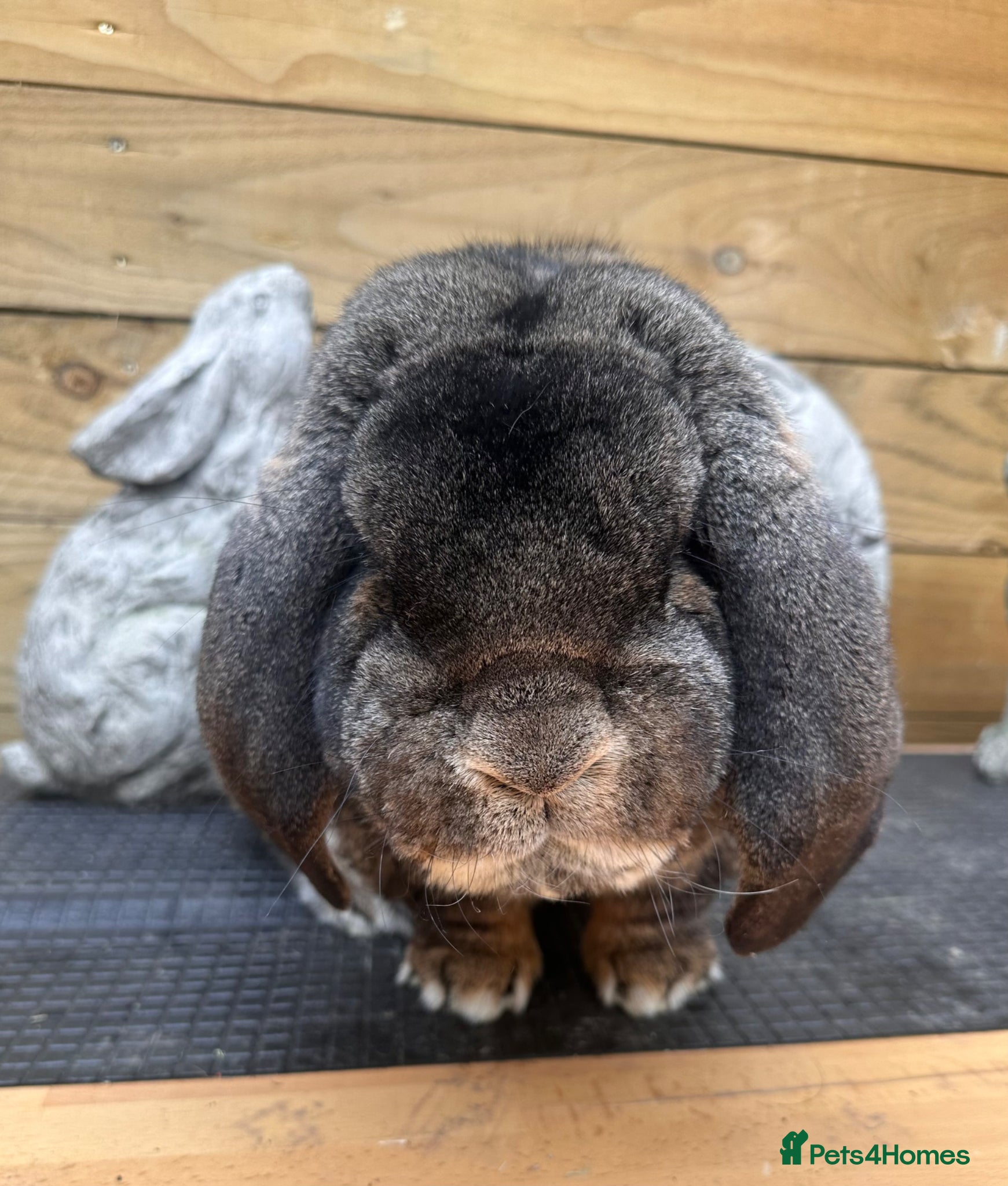 French Lop rabbits for sale: French lop - Advert 6