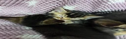 Mixed Breed cats for sale: Beautiful kittens looking for their forever homes  - Advert 15