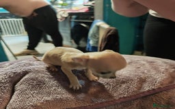 Chihuahua dogs for sale: Apple head chihuahua puppys - Image 8