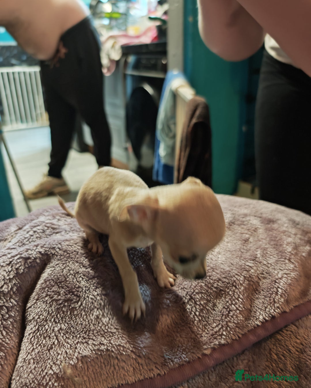 Chihuahua dogs for sale: Apple head chihuahua puppys - Image 8