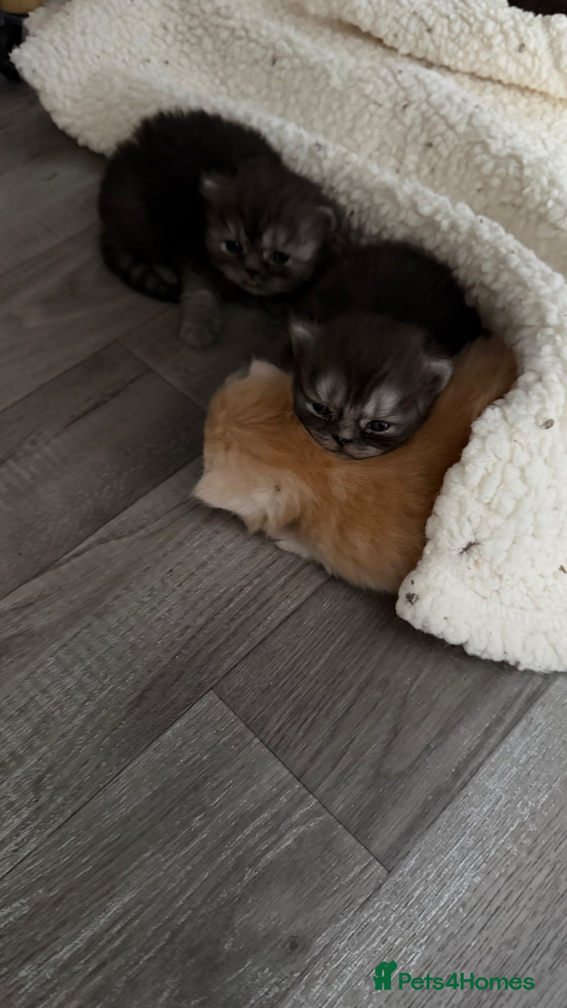 Persian cats Chinchilla exotic Persians kittens - Advert 8