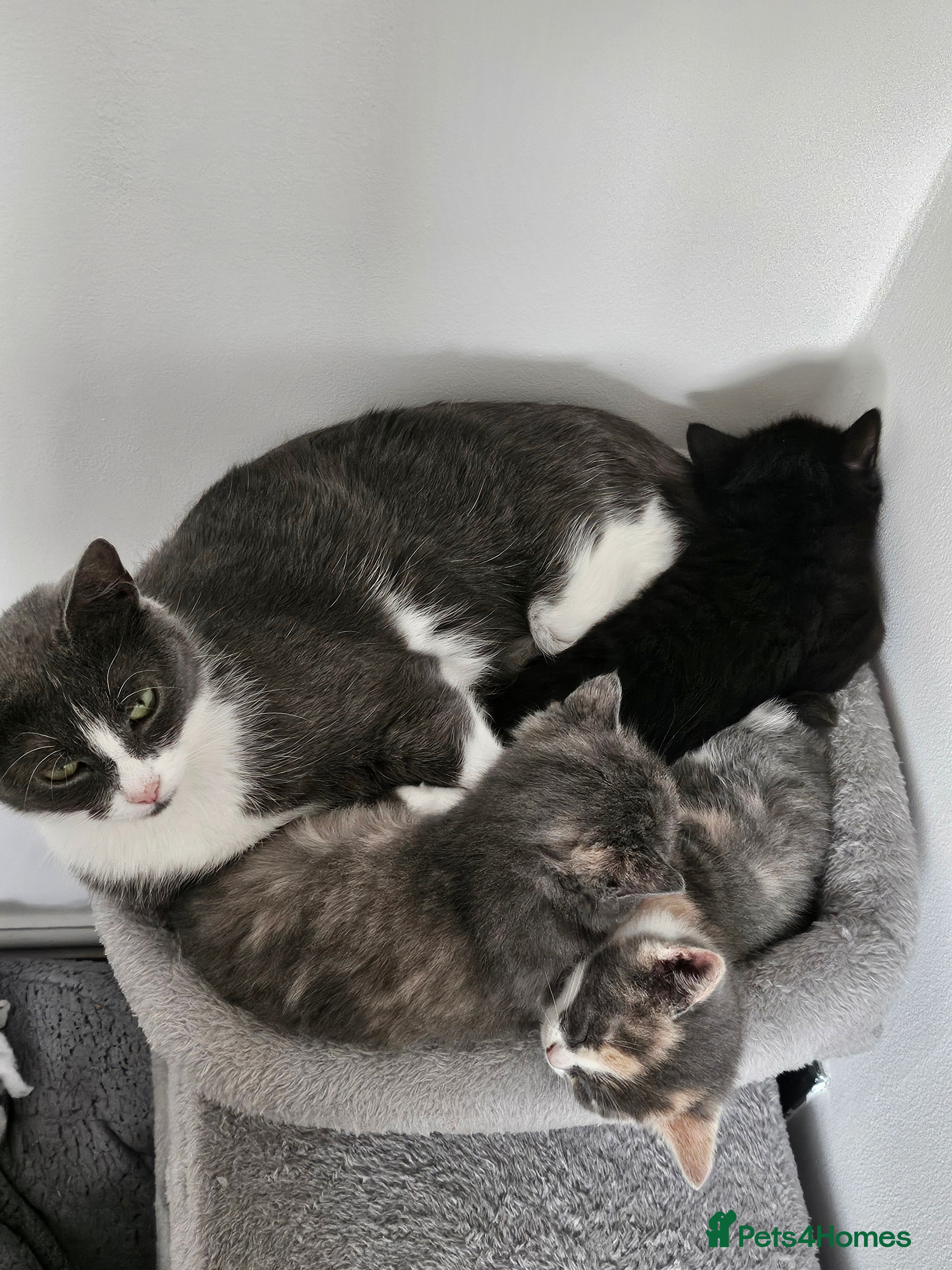 Mixed Breed cats Ready now 2 female kittens  - Advert 1