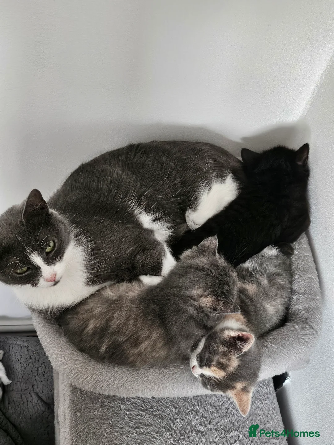 Mixed Breed cats for sale: Ready now 2 female kittens  in Caernarfon - Advert 1