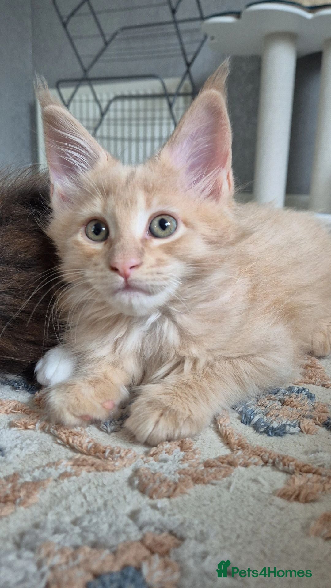 Maine Coon cats Maine Coon kittens Glasgow TICA REGISTERED  - Advert 1