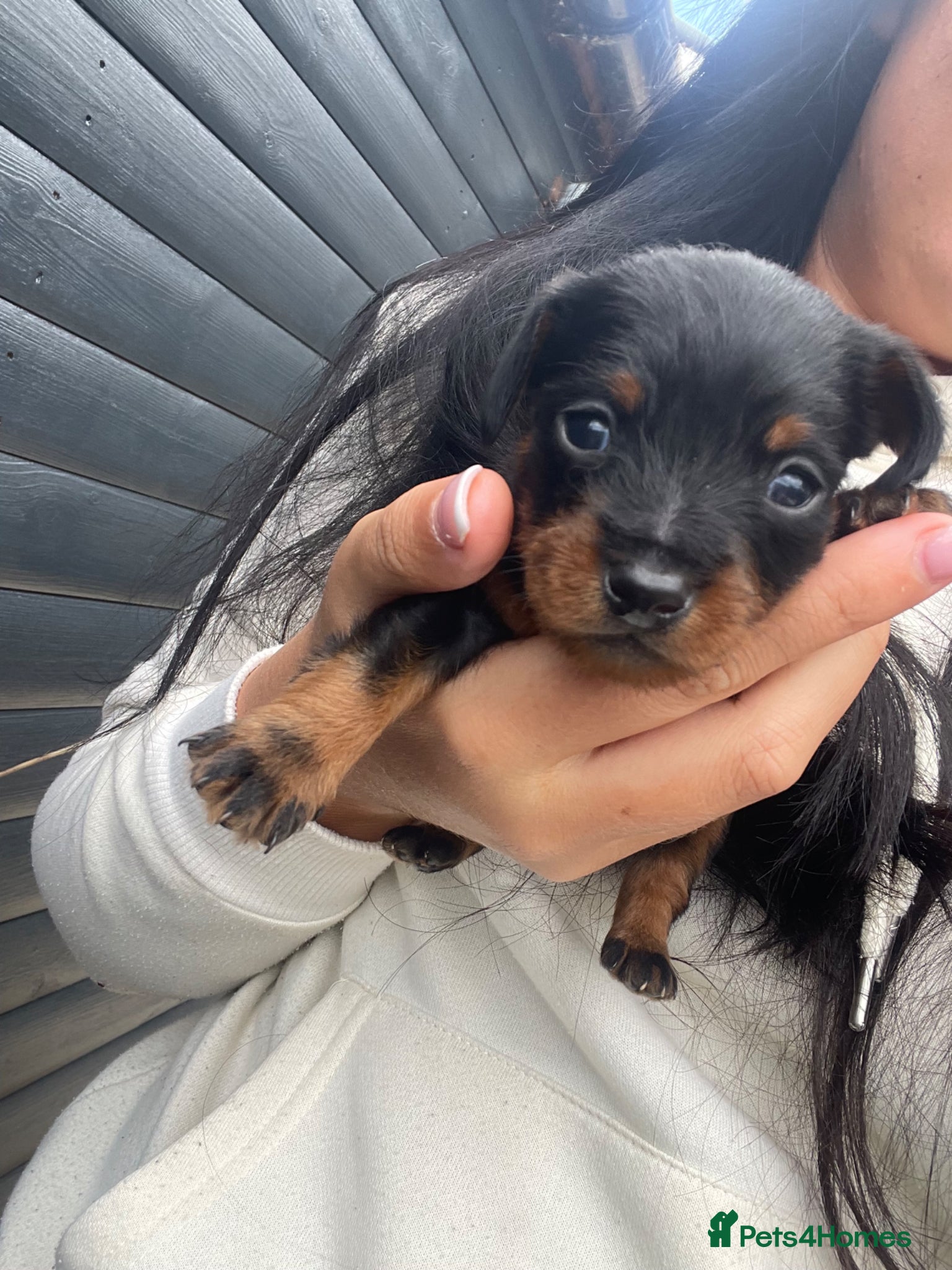 Mixed Breed dogs DOXIEPOO puppies - Advert 5