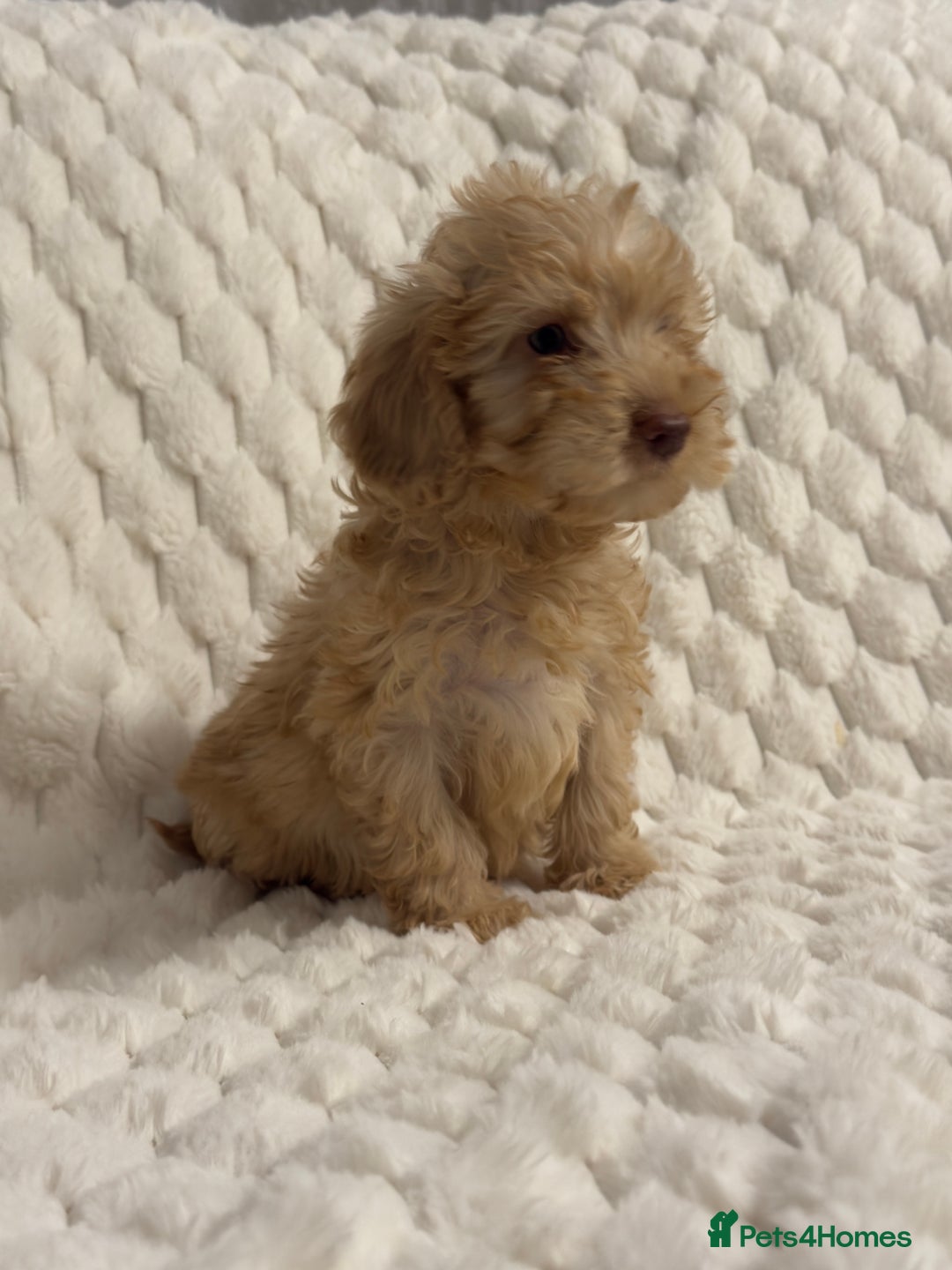 Cockapoo dogs for sale: ⭐️cockerpoo puppies⭐️ - Advert 4