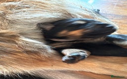 Mixed Breed dogs for sale: Rotti x gsd pups - Image 2