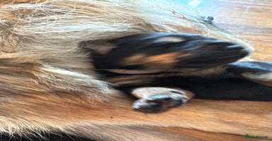 Mixed Breed dogs - Advert 11