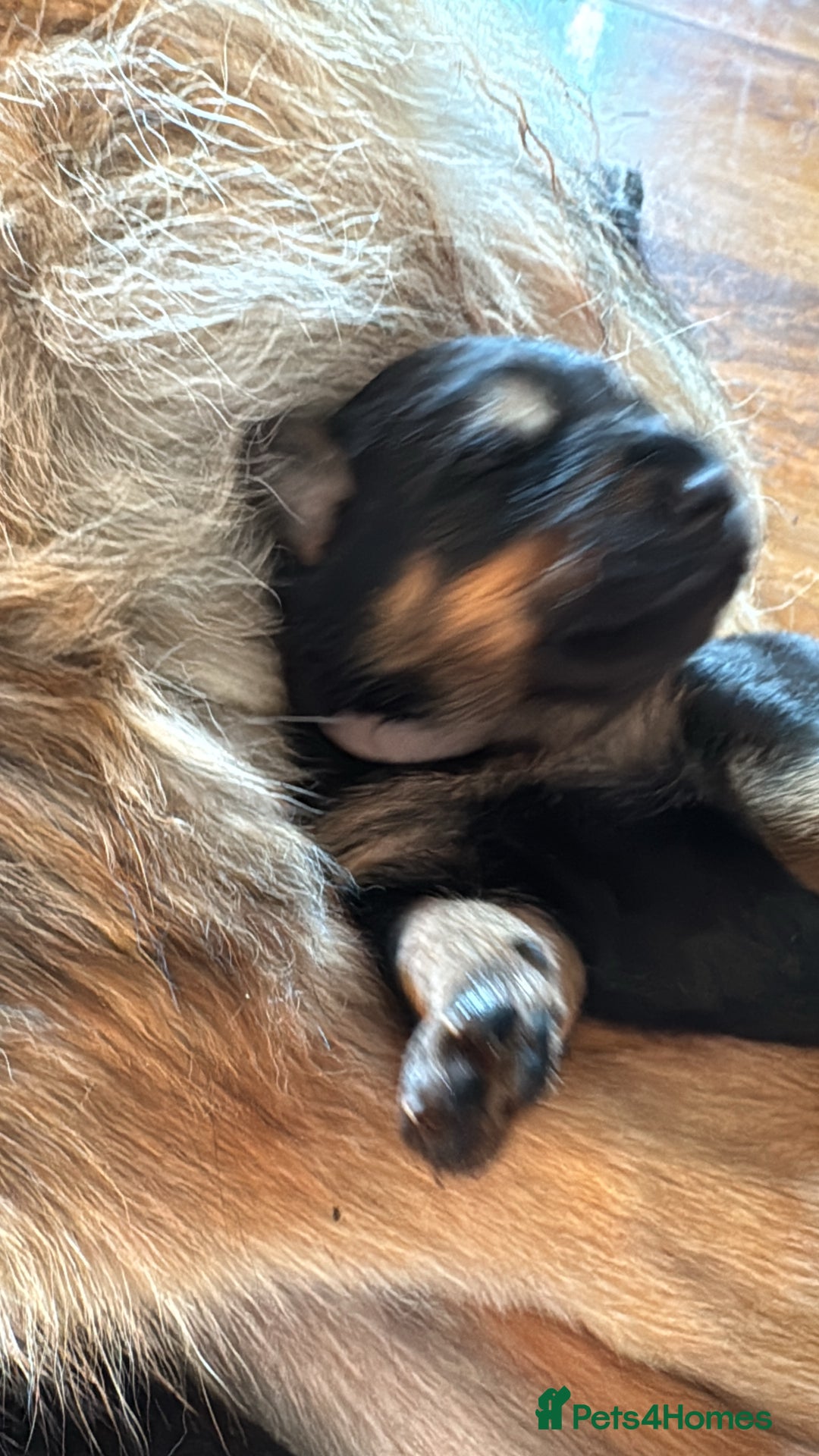 Mixed Breed dogs for sale: Rotti x gsd pups - Image 2